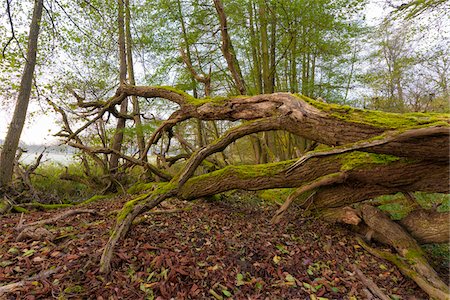 simsearch:600-08945823,k - Close-up of old, fallen oak tree in forest in Autumn in Hesse, Germany Stock Photo - Premium Royalty-Free, Code: 600-09035327