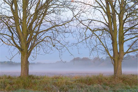 simsearch:600-08945859,k - Bare trees framing misty meadow at dawn in Autumn in Hesse, Germany Stock Photo - Premium Royalty-Free, Code: 600-09035320