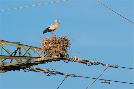 simsearch:600-05662593,k - White stork (Ciconia ciconia) standing in nest on top of electricity pylon against a blue sky in Hesse, Germany Foto de stock - Sin royalties Premium, Código: 600-09035344