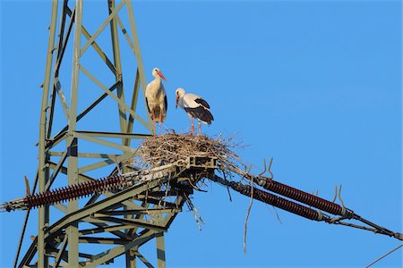 power pylon blue sky - Two white storks (Ciconia ciconia) standing in nest on top of electricity pylon against a blue sky in Hesse, Germany Foto de stock - Sin royalties Premium, Código: 600-09035345