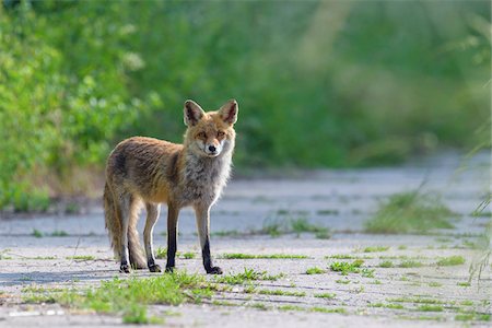 simsearch:700-09245595,k - Portrait of red fox (Vulpes vulpes) standing on road looking at camera in Summer in Hesse, Germany Stock Photo - Premium Royalty-Free, Code: 600-09035346