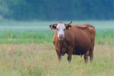 Portrait of cow standing in meadow looking at camera in Hesse, Germany Stock Photo - Premium Royalty-Free, Code: 600-09035349