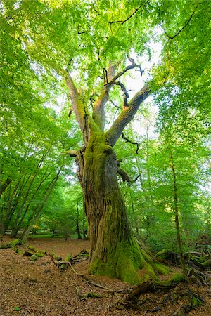 Old, common oak tree with twisted tree trunk in forest in summer, Hesse, Germany Stock Photo - Premium Royalty-Free, Code: 600-09035343