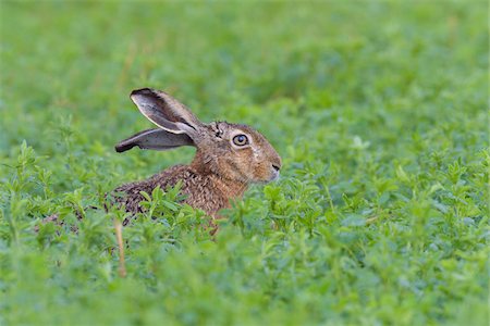 simsearch:600-09052874,k - Profile portrait of a European brown hare (Lepus europaeus) with head sticking up from meadow in summer in Hesse, Germany Foto de stock - Sin royalties Premium, Código: 600-09035355