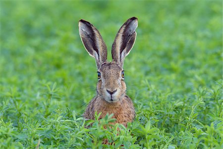 Portrait of a European brown hare (Lepus europaeus) with head sticking up from meadow and looking at camera in summer in Hesse, Germany Photographie de stock - Premium Libres de Droits, Code: 600-09035356