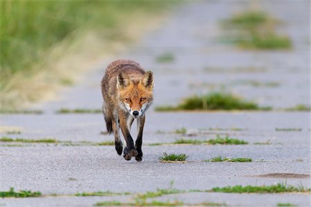 Front view of a red fox (Vulpes vulpes) walking on a road towards camera in Summer in Hesse, Germany Stock Photo - Premium Royalty-Free, Code: 600-09035366