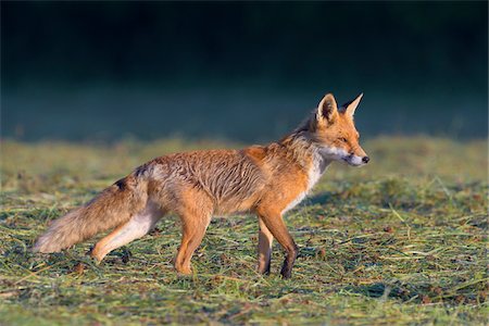 Profile portrait of a red fox (Vulpes vulpes) standing on a mowed meadow in Hesse, Germany Stock Photo - Premium Royalty-Free, Code: 600-09035362
