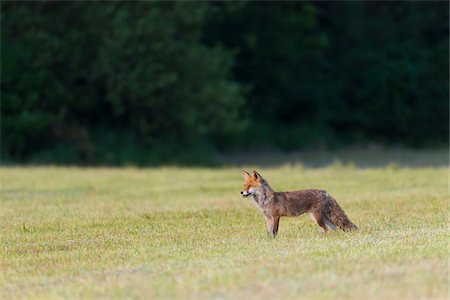 simsearch:600-09052884,k - Side view of a red fox (Vulpes vulpes) standing on a mowed meadow looking into the distance in Hesse, Germany Foto de stock - Sin royalties Premium, Código: 600-09035376