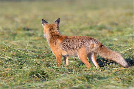 simsearch:600-09052779,k - Back view of a red fox (Vulpes vulpes) standing on a mowed meadow watching, Hesse, Germany Stockbilder - Premium RF Lizenzfrei, Bildnummer: 600-09035384