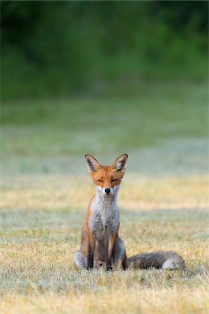 simsearch:400-04516399,k - Portrait of a red fox (Vulpes vulpes) sitting on mowed meadow looking at camera in Summer in Hesse, Germany Foto de stock - Royalty Free Premium, Número: 600-09035380