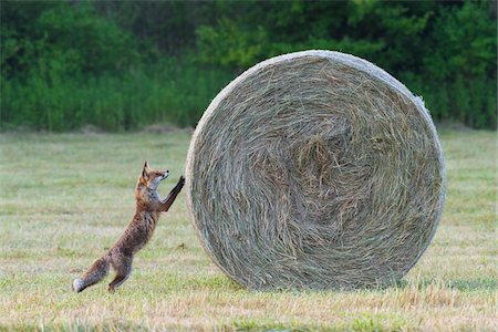 Red fox (Vulpes vulpes) standing on hind legs looking up at hay bale in mown meadow in Summer in Hesse, Germany Foto de stock - Sin royalties Premium, Código: 600-09035381