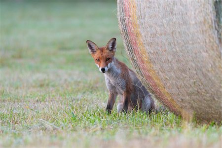 Close-up portrait of a red fox (Vulpes vulpes) sitting behind a hay bale in Summer in Hesse, Germany Stock Photo - Premium Royalty-Free, Code: 600-09035382