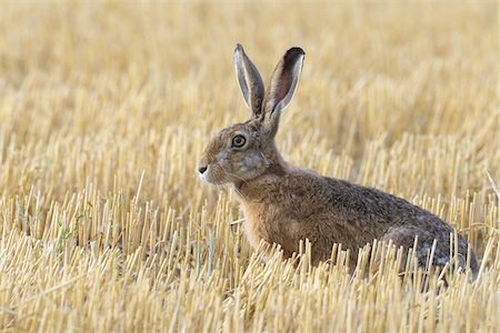 simsearch:700-05524256,k - Close-up, profile portrait of a European brown hare (Lepus europaeus) sitting in a stubble field in Hesse, Germany Stock Photo - Premium Royalty-Free, Code: 600-09052787