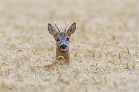 Close-up portrait of a western roe deer (Capreolus capreolus) roebuck peeking up in grain field in Hesse, Germany Stock Photo - Premium Royalty-Free, Code: 600-09052788