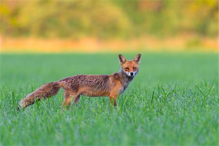 Portrait of alert red fox (Vulpes vulpes) looking at camera standing on a grassy meadow in summer, Hesse, Germany Stock Photo - Premium Royalty-Free, Code: 600-09052782