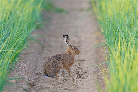 sillon - Profile portrait of a European brown hare (Lepus europaeus) sitting in a furrow of an onion field in Hesse, Germany Photographie de stock - Premium Libres de Droits, Code: 600-09052783