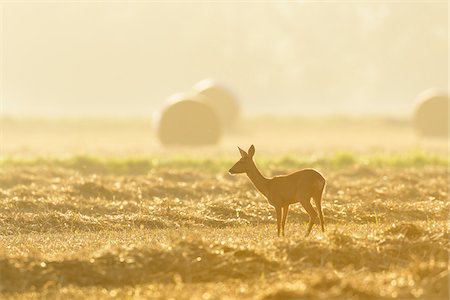 simsearch:600-09052787,k - Female, western roe deer (Capreolus capreolus) standing in stubble field at first morning light in Hesse, Germany Photographie de stock - Premium Libres de Droits, Code: 600-09052794