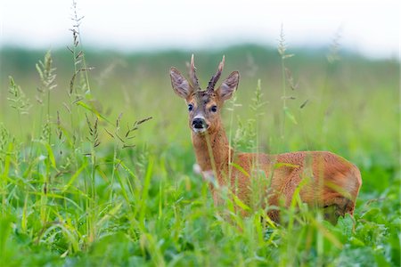 simsearch:700-08916159,k - Close-up portrait of roebuck, western roe deer (Capreolus capreolus) standing in field in summer in Hesse, Germany Photographie de stock - Premium Libres de Droits, Code: 600-09052797