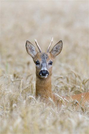 simsearch:649-09004280,k - Close-up portrait of roebuck, western roe deer (Capreolus capreolus) peeking up in in grain field and looking at camera in Hesse, Germany Photographie de stock - Premium Libres de Droits, Code: 600-09052790