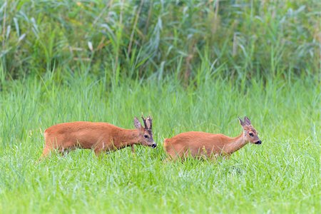 simsearch:400-08430645,k - Western roe deers (Capreolus capreolus) walking through a grassy field in rutting season in Hesse, Germany Stock Photo - Premium Royalty-Free, Code: 600-09052802