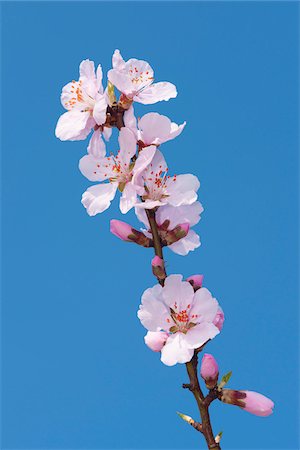 renewable - Close-up of a branch of pink almond blossoms in spring against a sunny, blue sky in Germany Stock Photo - Premium Royalty-Free, Code: 600-09052819