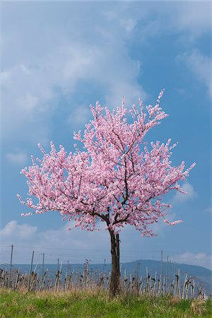 Almond tree with pink blossoms in spring, Germany Stock Photo - Premium Royalty-Free, Code: 600-09052825