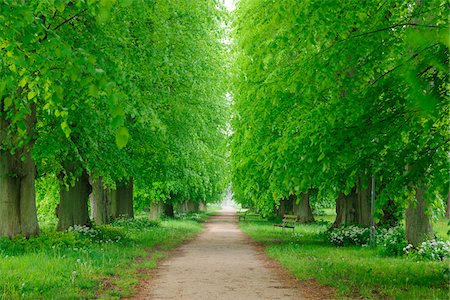 Walkway lined with lime trees in spring on the Island of Ruegen in Mecklenburg-Western Pommerania, Germany Stock Photo - Premium Royalty-Free, Code: 600-09052829