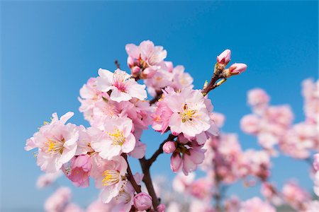 rosaceae - Close-up of pink almond blossom branches in spring against a sunny, blue sky in Germany Stock Photo - Premium Royalty-Free, Code: 600-09052822