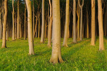 Sunlit beech trees in forest at sunset in Gespensterwald (Ghost Forest) in Nienhagen in the Mecklenburg-Western Pommerania region, Germany Photographie de stock - Premium Libres de Droits, Code: 600-09052834