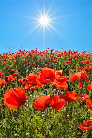 flower head - Starburst of sun over a poppy field in summer, Germany Photographie de stock - Premium Libres de Droits, Code: 600-09052838