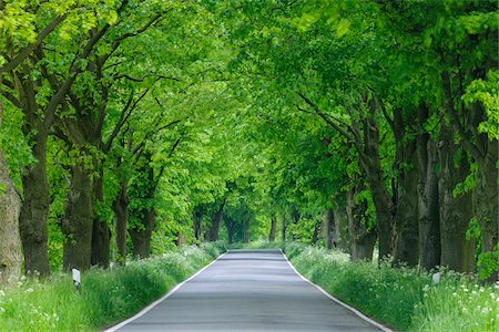 Street lined with lime trees in spring on the Island of Ruegen in Mecklenburg-Western Pommerania, Germany Stock Photo - Premium Royalty-Free, Code: 600-09052830