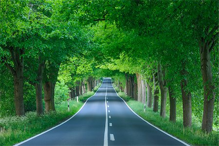 photography with lines - Tree-lined street shaded with lime trees in spring on the Island of Ruegen in Mecklenburg-Western Pommerania, Germany Stock Photo - Premium Royalty-Free, Code: 600-09052832