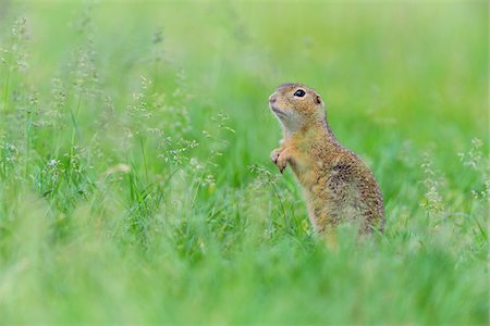 rongeur - Portrait of European ground squirrel (Spermophilus citellus) standing on hind legs in field in Burgenland, Austria Photographie de stock - Premium Libres de Droits, Code: 600-09052854