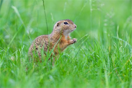 rongeur - Close-up of European ground squirrel (Spermophilus citellus) standing on hind legs in field in Burgenland, Austria Photographie de stock - Premium Libres de Droits, Code: 600-09052857