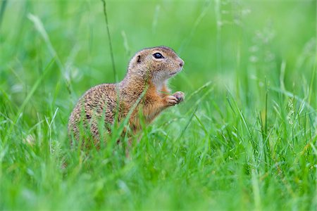 Close-up of European ground squirrel (Spermophilus citellus) standing on hind legs in field in Burgenland, Austria Stock Photo - Premium Royalty-Free, Code: 600-09052857