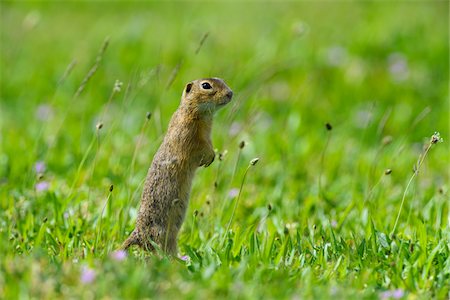 simsearch:600-07279035,k - Portrait of European ground squirrel (Spermophilus citellus) standing on hind legs in field in Burgenland, Austria Photographie de stock - Premium Libres de Droits, Code: 600-09052859