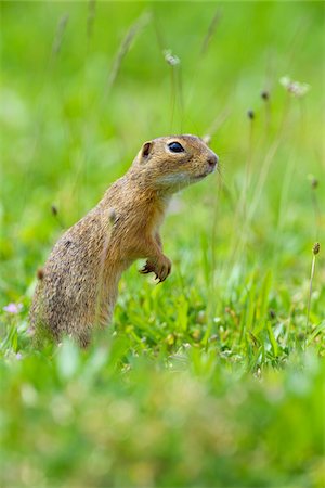 Portrait of European ground squirrel (Spermophilus citellus) standing on hind legs in field in Burgenland, Austria Stock Photo - Premium Royalty-Free, Code: 600-09052864