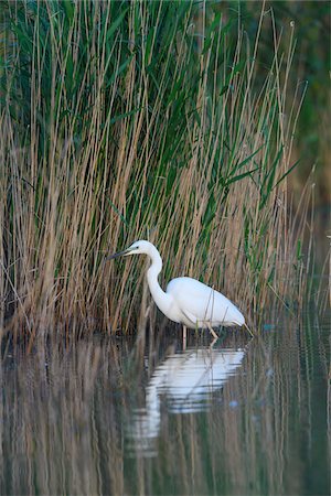 Great white egret (Ardea alba) standing in lake next to reeds at Lake Neusiedl in Burgenland, Austria Foto de stock - Sin royalties Premium, Código: 600-09052868