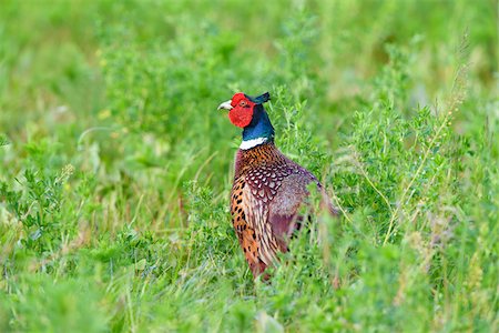 fasan - Portrait of a ring-necked pheasant (Phasianus colchicus) cock standing in field in spring in Burgenland, Austria Photographie de stock - Premium Libres de Droits, Code: 600-09052869