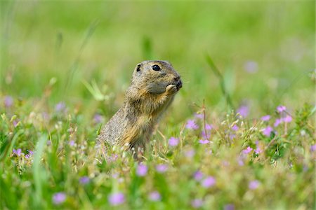 Close-up of European ground squirrel (Spermophilus citellus) standing on hind legs eating plants in field in Burgenland, Austria Photographie de stock - Premium Libres de Droits, Code: 600-09052860