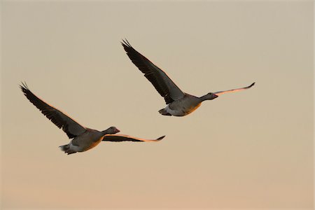Two, greylag geese (Anser anser) in flight over Lake Neusiedl at sunrise in Burgenland, Austria Stockbilder - Premium RF Lizenzfrei, Bildnummer: 600-09052875