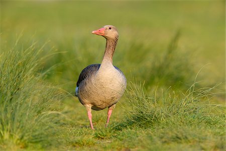 Portrait of a greylag goose (Anser anser) standing on grass at Lake Neusiedl in Burgenland, Austria Photographie de stock - Premium Libres de Droits, Code: 600-09052876