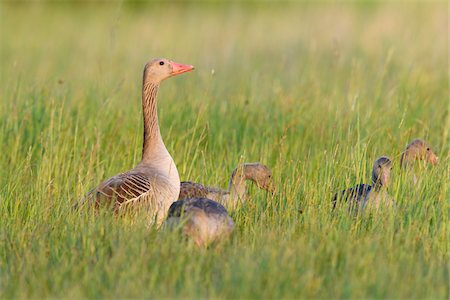 perception - Female greylag goose (Anser anser) with her young offspring standing in a grassy field at Lake Neusiedl in Burgenland, Austria Photographie de stock - Premium Libres de Droits, Code: 600-09052878