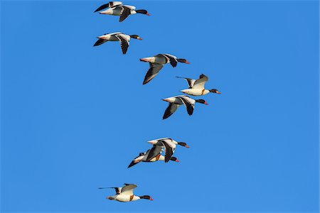 flock of birds in flight - Flock of common shelducks (Tadorna tadorna) in flight against blue sky at Lake Neusiedl in Burgenland, Austria Stock Photo - Premium Royalty-Free, Code: 600-09052888