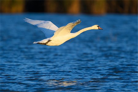 Profile of a mute swan (Cygnus olor) in flight over the blue waters of Lake Neusiedl in Burgenland, Austria Stockbilder - Premium RF Lizenzfrei, Bildnummer: 600-09052894