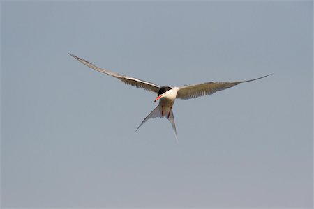 Front view of a common tern (Sterna hirundo) in flight, sunlit against a grey sky over Lake Neusiedl in Burgenland, Austria Stockbilder - Premium RF Lizenzfrei, Bildnummer: 600-09052892