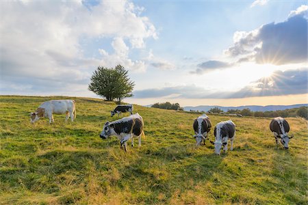 dairy cow grass - Herd of cows grazing in pasture with the late afternoon sun shining over the fields at Le Markstein in the Vosges Mountains in Haut Rhin, Alsace, France Stock Photo - Premium Royalty-Free, Code: 600-09052922