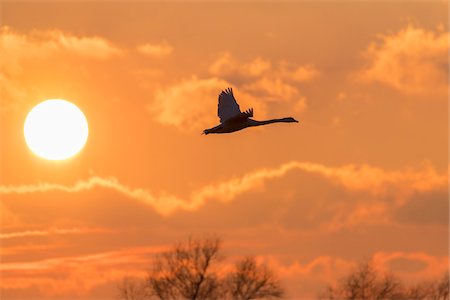 Silhouette of mute swan (Cygnus olor) flying in sky with sun in sky at sunset, Hesse, Germany Photographie de stock - Premium Libres de Droits, Code: 600-09071028