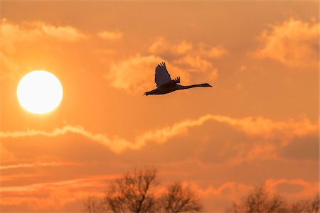 flying birds - Silhouette of mute swan (Cygnus olor) flying in sky with sun in sky at sunset, Hesse, Germany Stock Photo - Premium Royalty-Free, Code: 600-09071028