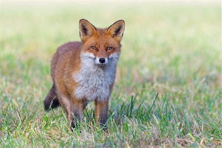 Close-up portrait of alert red fox (Vulpes vulpes) standing in a meadow and looking at camera in Hesse, Germany Photographie de stock - Premium Libres de Droits, Code: 600-09071032